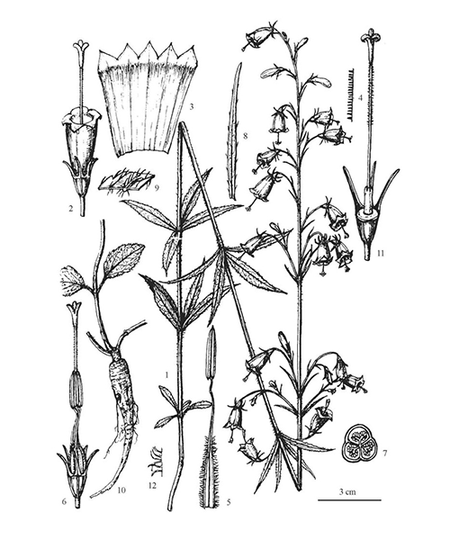 Natural compounds from  Adenophora tetraphylla